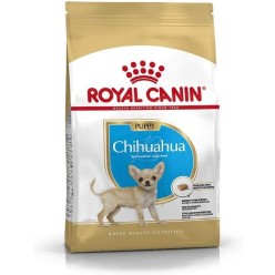 Royal Chihuahua Puppy  0.5 Cane